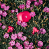 Skullcandy Fone De Ouvido Sem Fio Smokin Buds Pink